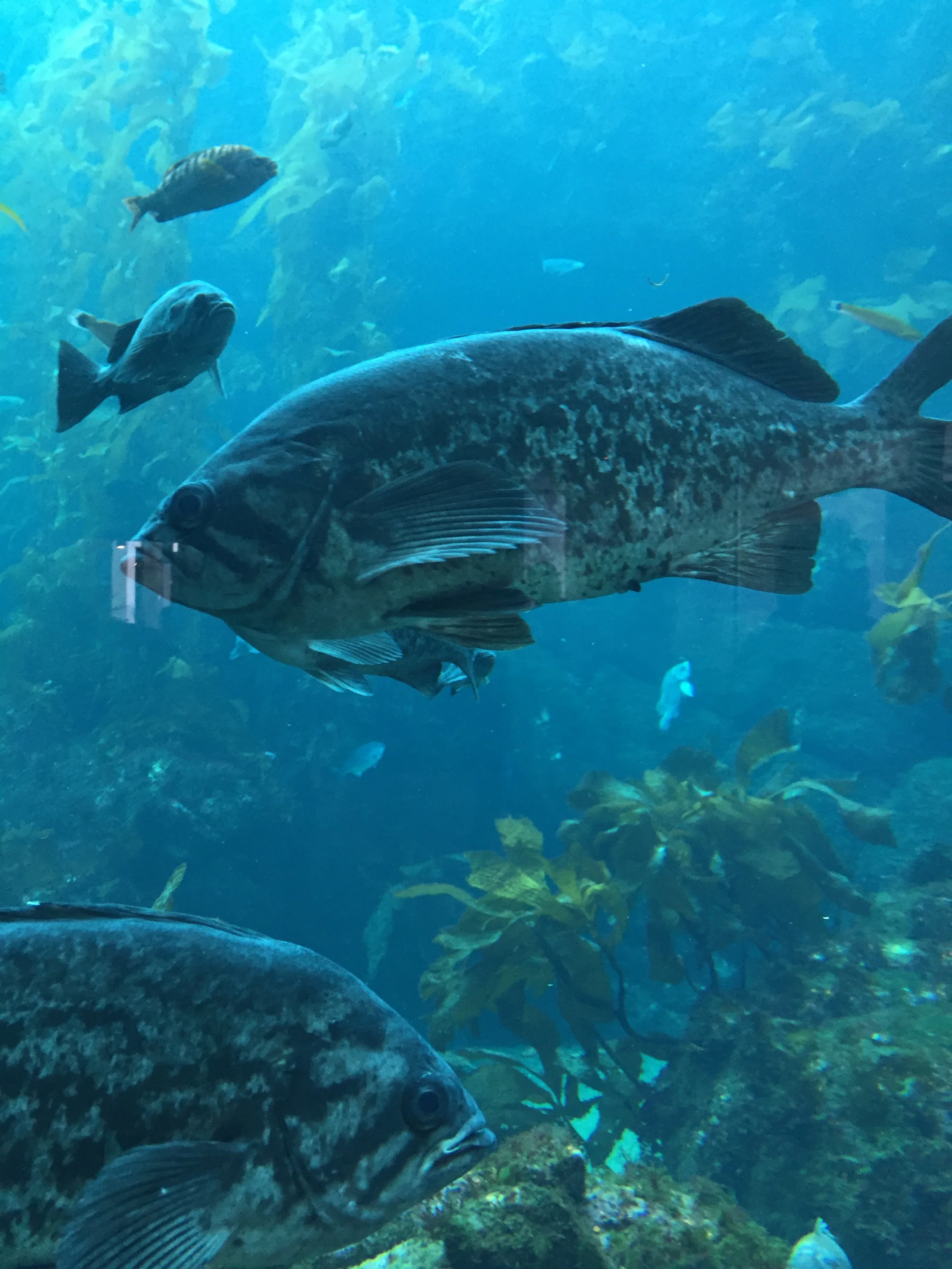 California sea bass. monterey aquarium. photo: M.Darby