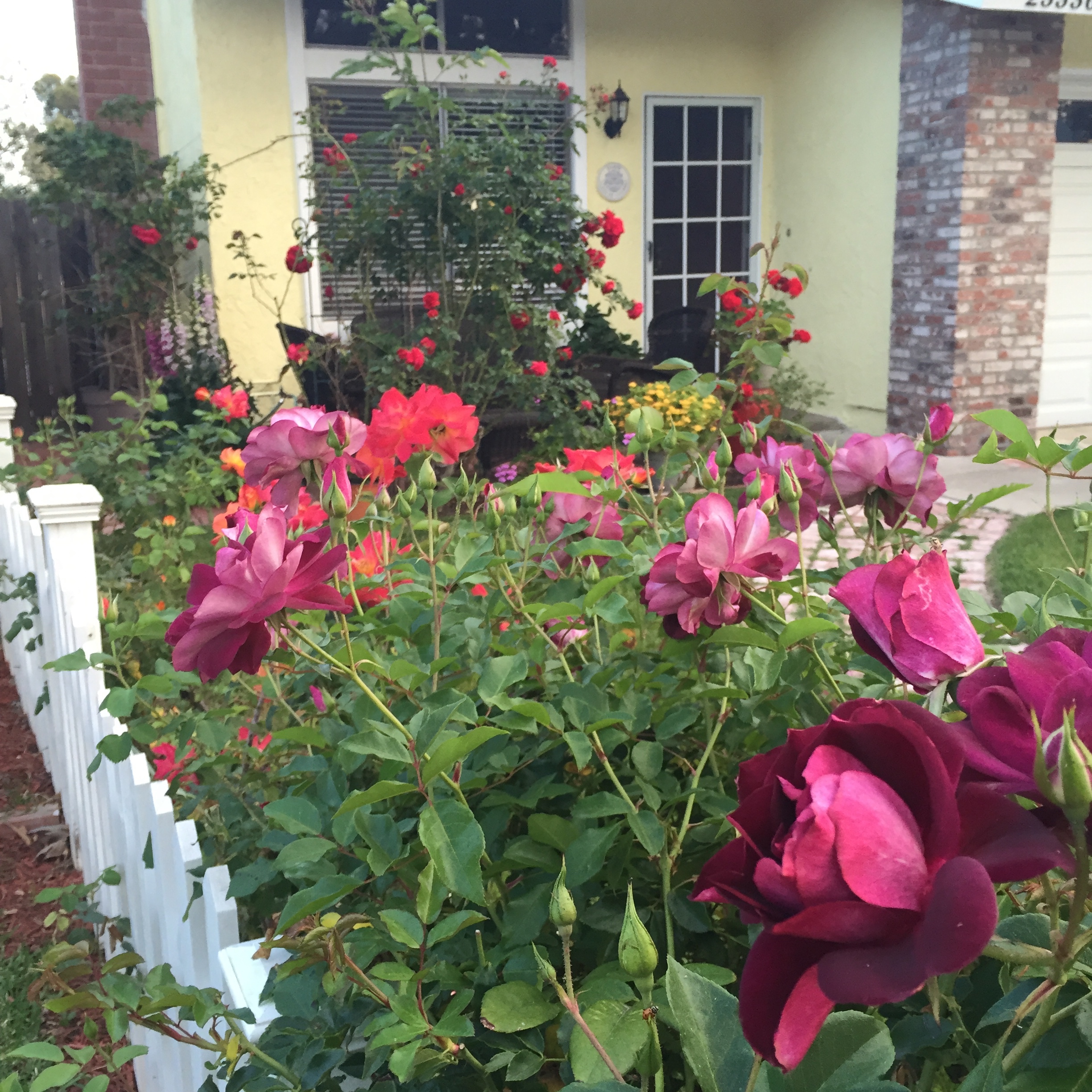 My Big Fat Cuban Family - rose garden