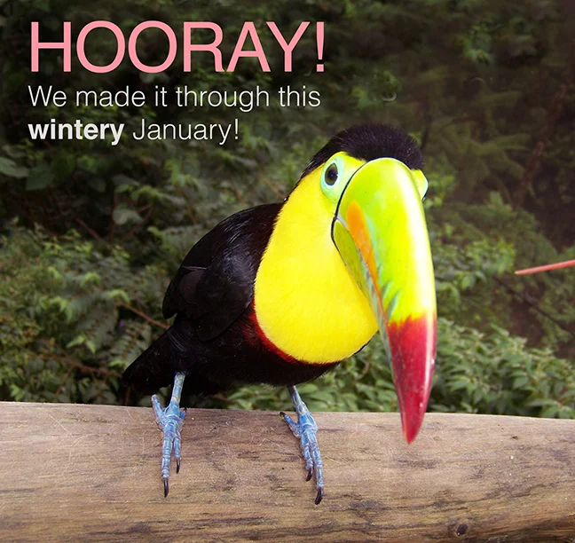 caryncasttoucan3.jpg