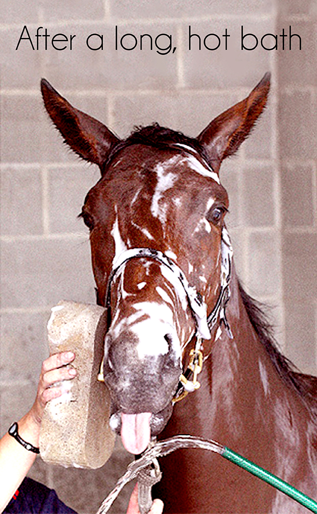 CarynCasthorse2.jpg