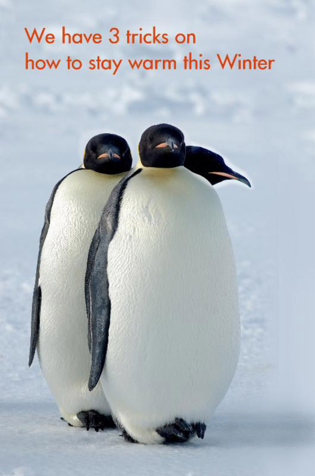 CarynCastpenguin1.jpg