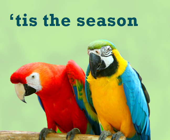 CarynCastparrot.jpg