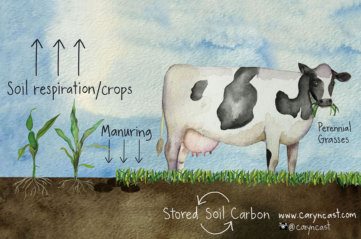 Carbon Farming Illustration for San Francisco Eater Magazine