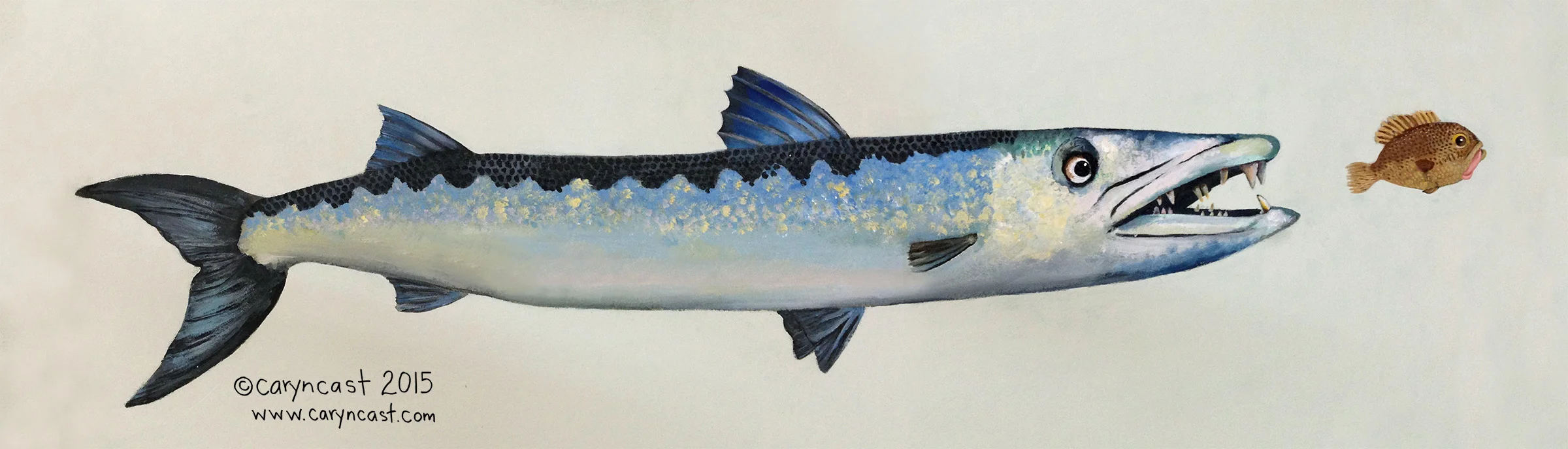 Barracuda!