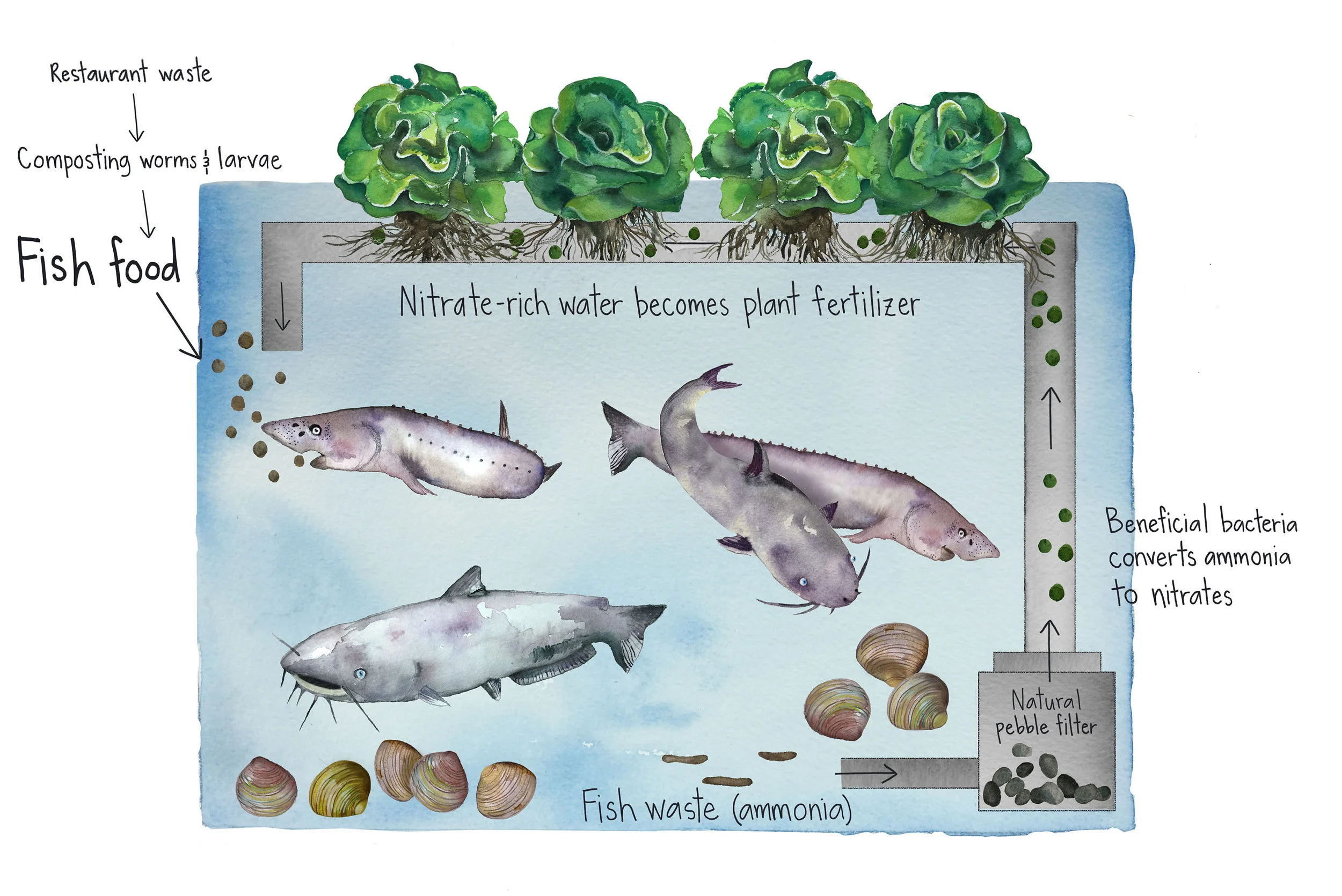 Aquaponics Diagram for San Francisco Eater