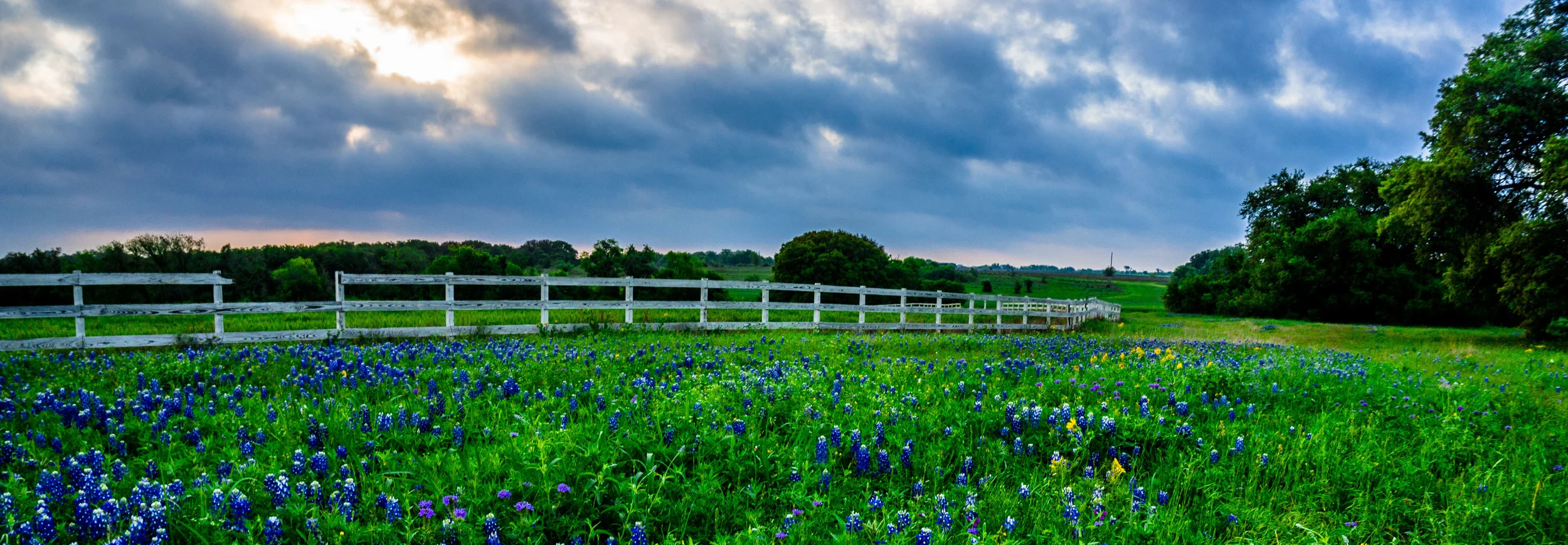 Bluebonnet Fence.JPG