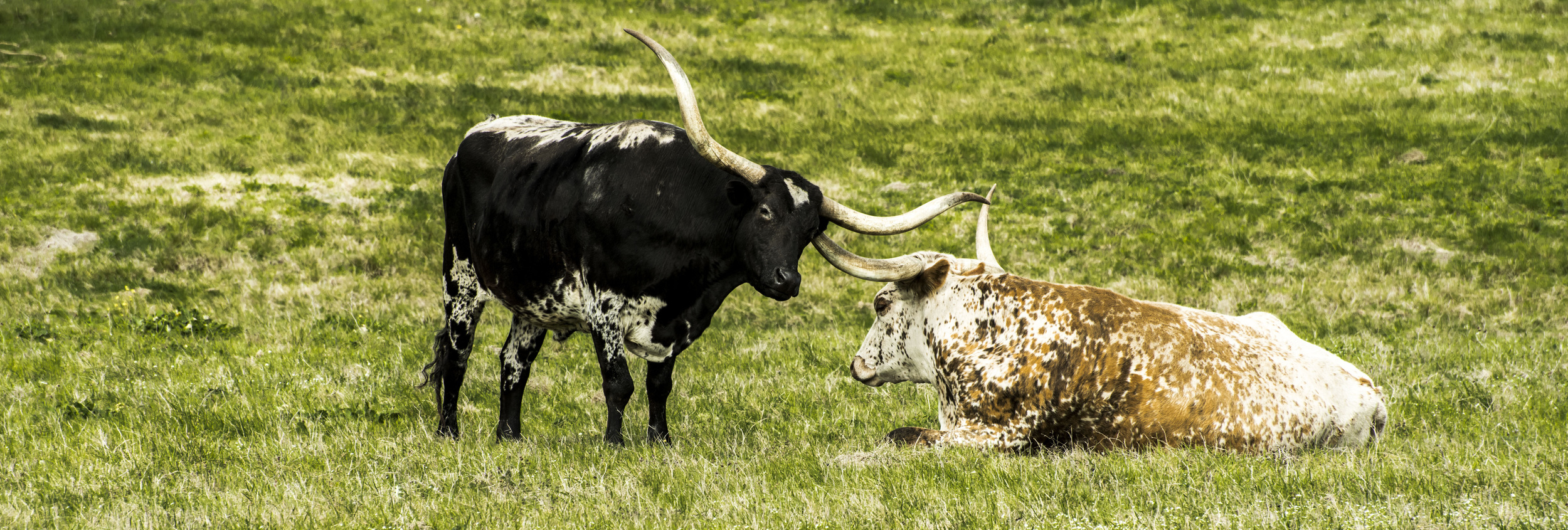 Longhorns.JPG