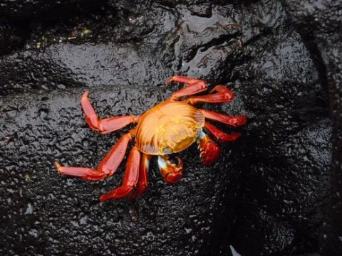 crab-thumb-520x390-480x360.jpg