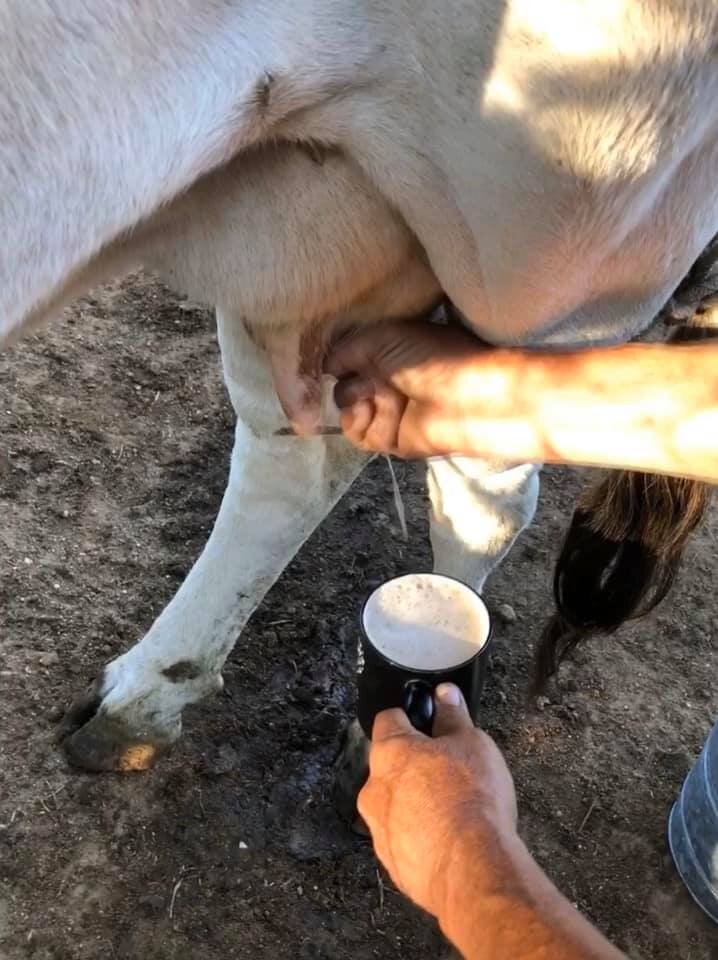Cow-puccino!