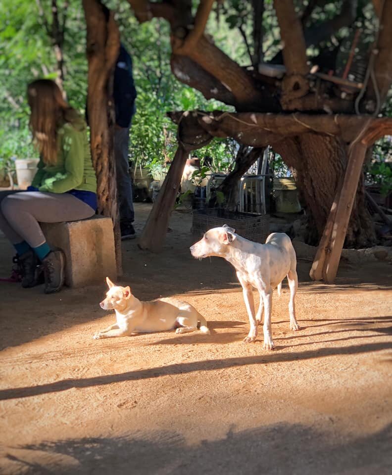 Ranch hounds.