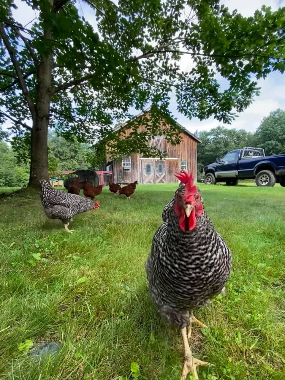  Welcoming committee: two Barred Rocks and five Rhode Island Reds. 
