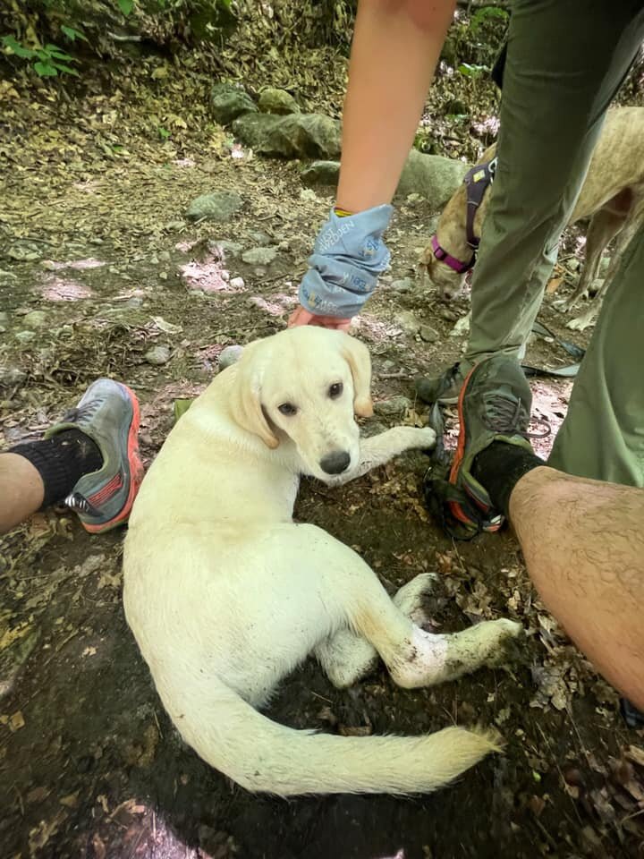  We reunited this lost dog, Carl, with his owner 