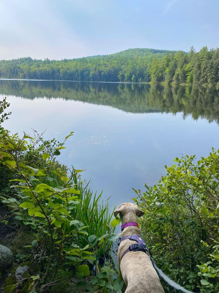  Lola ponders Knights Pond 