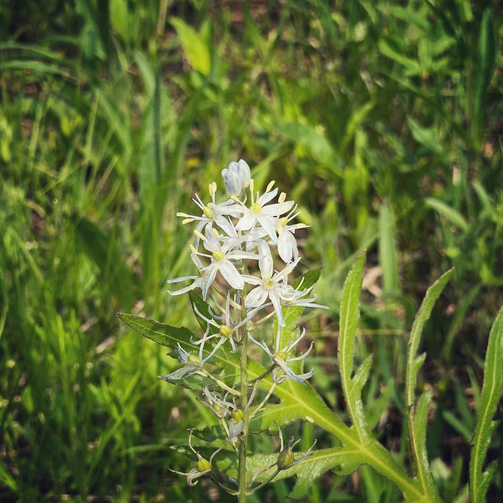  Pretty wild hyacinth, one of hundreds of plant species in a healthy prairie. 