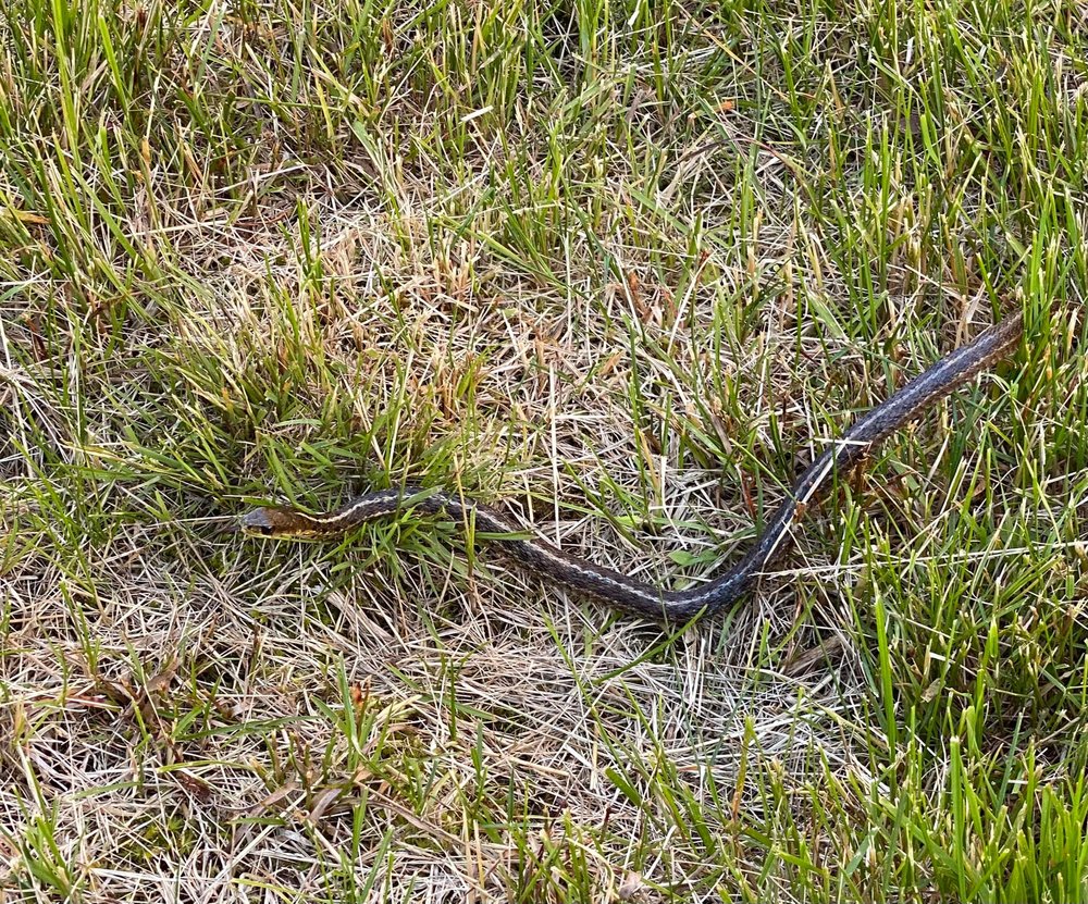  A specific species of garter snake has developed and thrived here. 