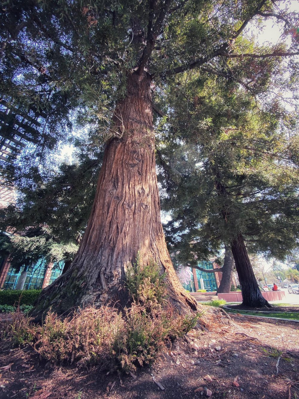  Truth in advertising: a redwood tree in Redwood City. 