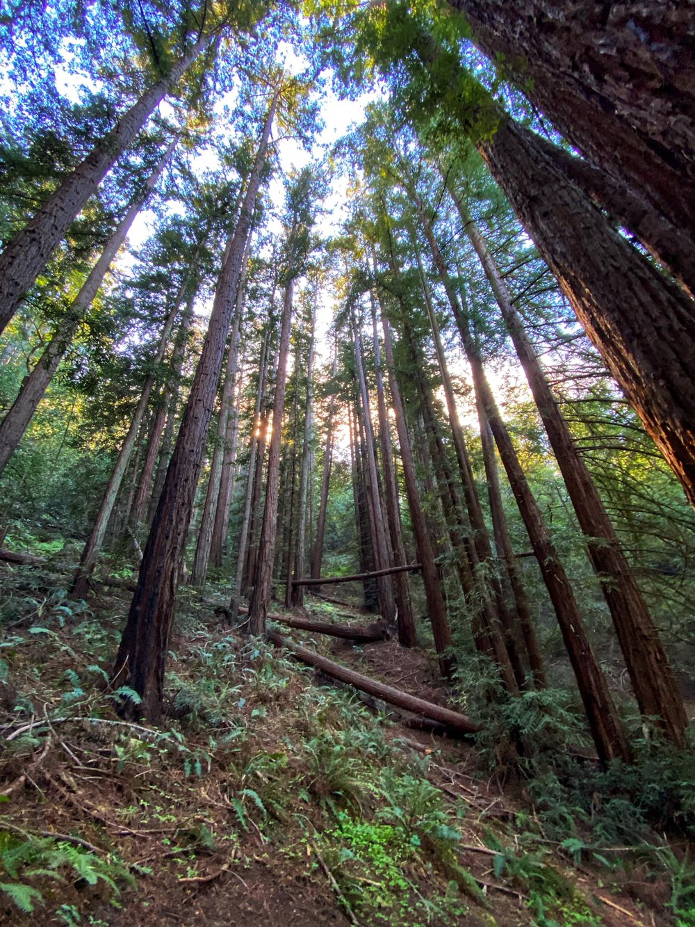  If we leave them be, a few of these trees might live to more than 2,000 years and grow to over 360 feet in height, though average life span is 500-700 years. 