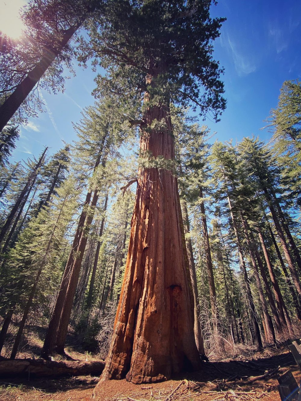  Big tree: Sequoiadendron giganteum. 