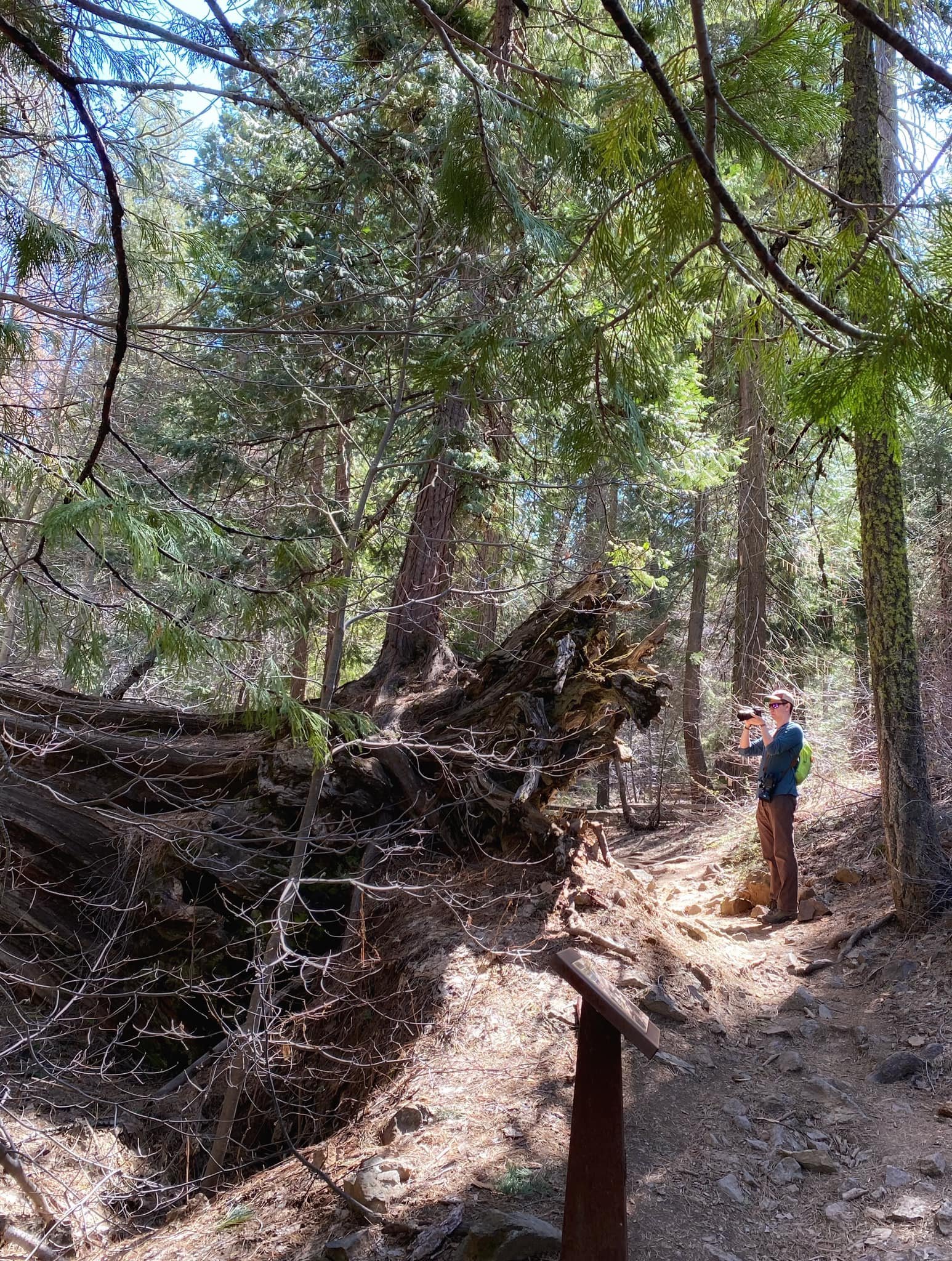  Ned taking a photo of the roots of a fallen tree. 