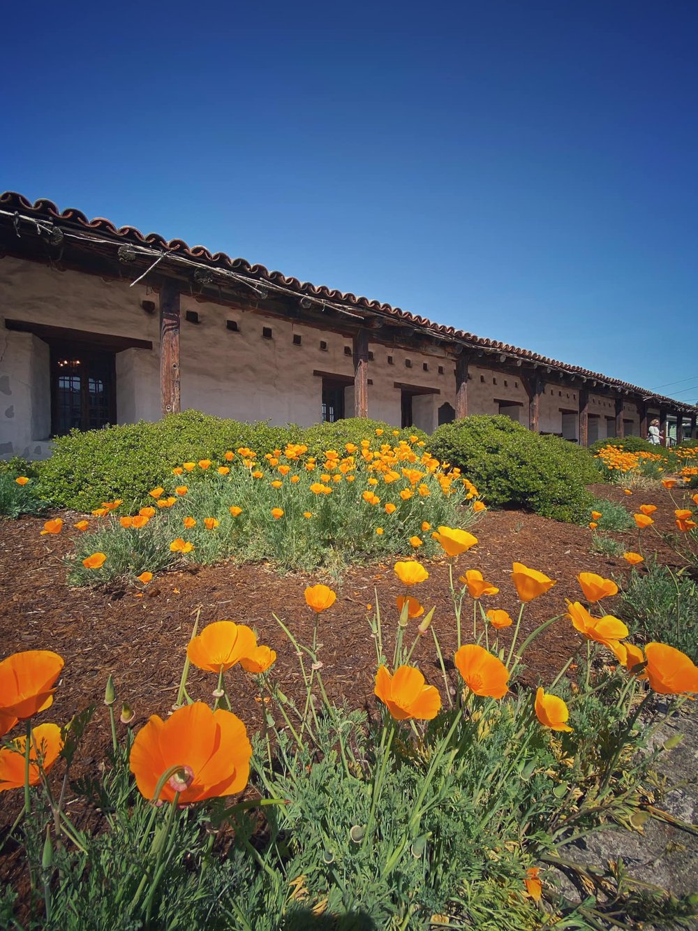 The Sonoma Mission, last and most northerly, and also the only one established in Alta California under Mexican rule. Plus a riot of California poppies. 