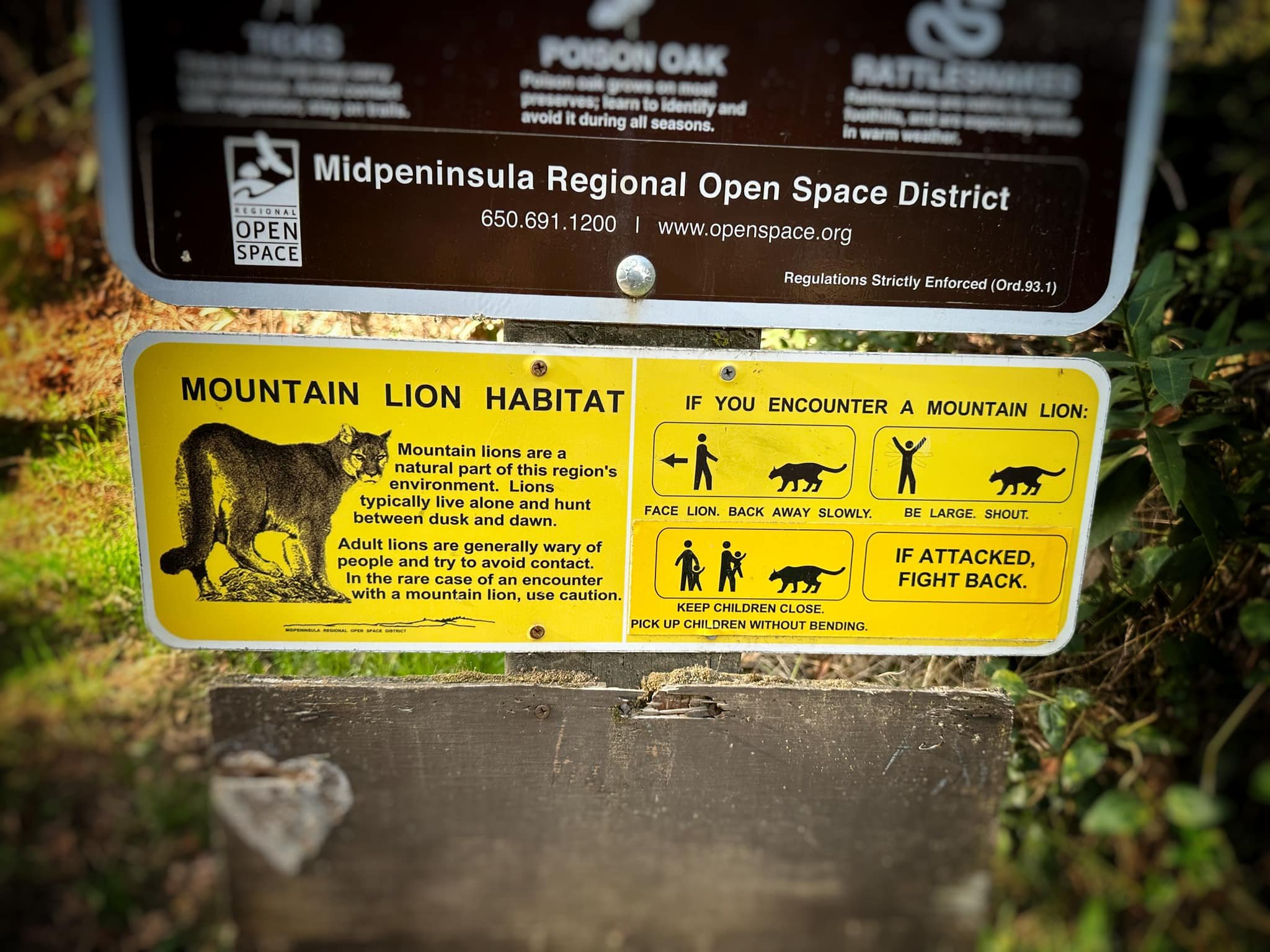  It’s all fun and games until a mountain lion shows up. Good to know what one is supposed to do. 