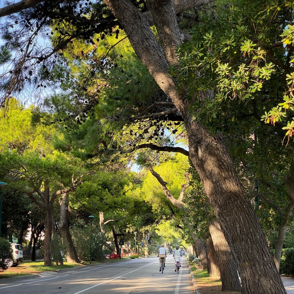  Shady avenues are perfect for in-no-hurry cycling. 