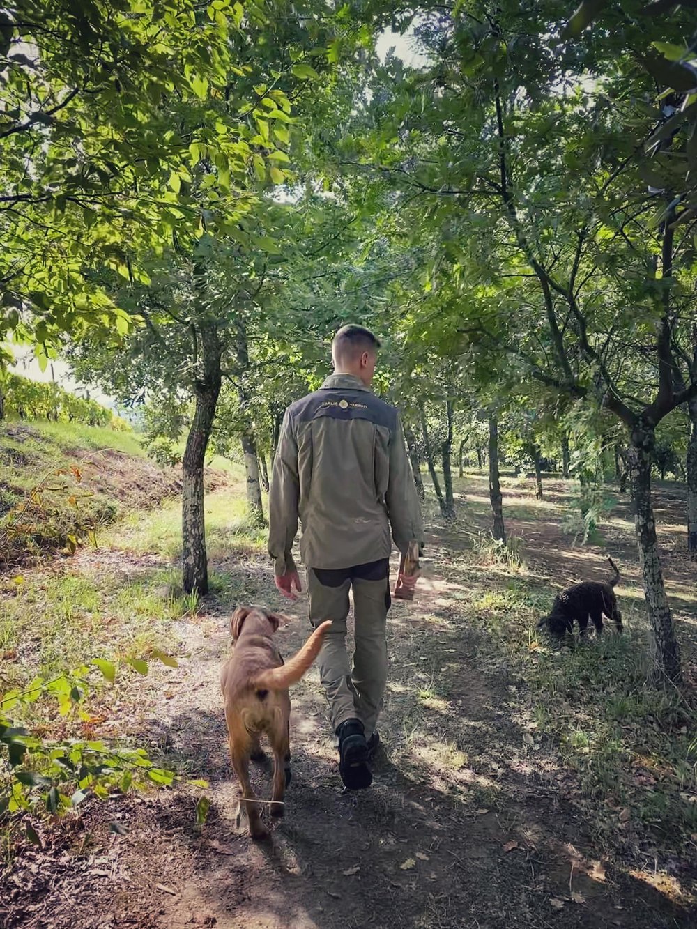  Truffle hunter and his dogs. 