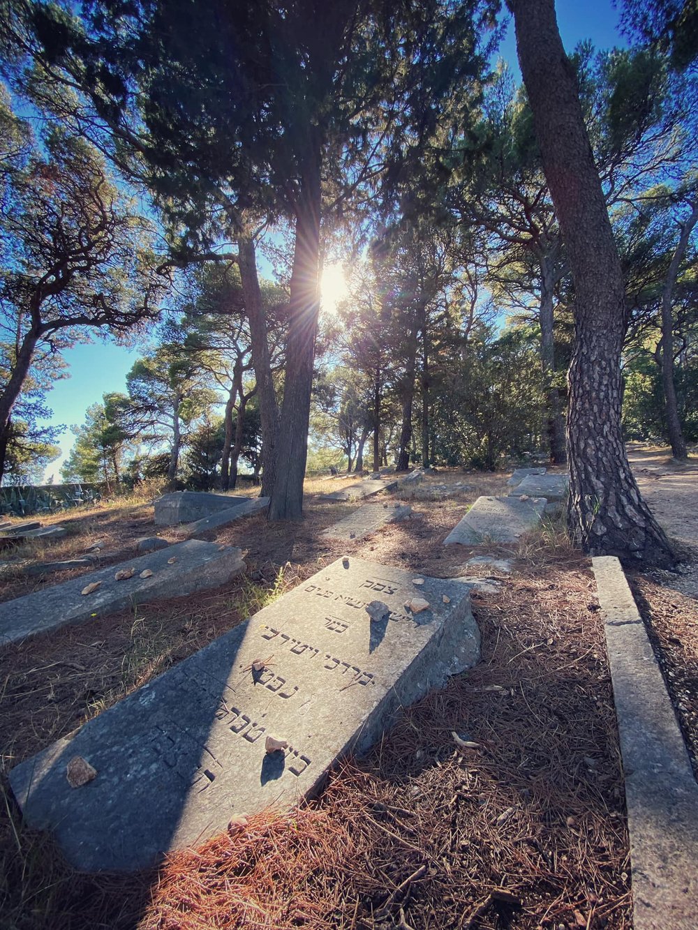  It’s beautiful and peaceful in these piney woods. Old Jewish Cemetery, Split, Croatia. 