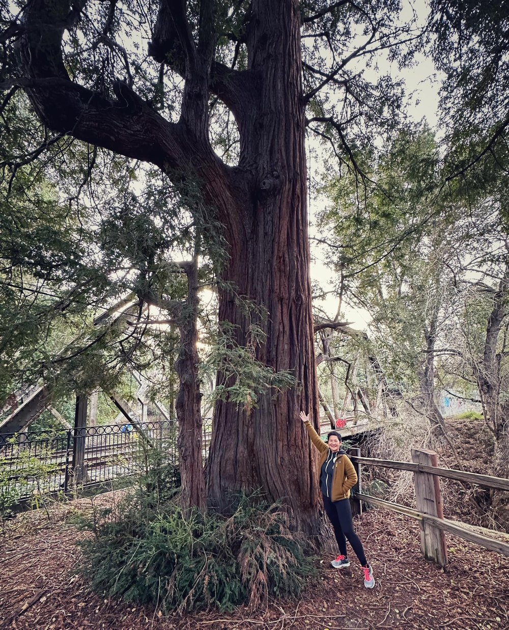  I love trees. This notable coastal redwood, El Palo Alto, is more than a thousand years old, sheltered the European Portola Expedition in the 1700s, gave Palo Alto its name, and Stanford University its mascot. The community has been protecting it fo