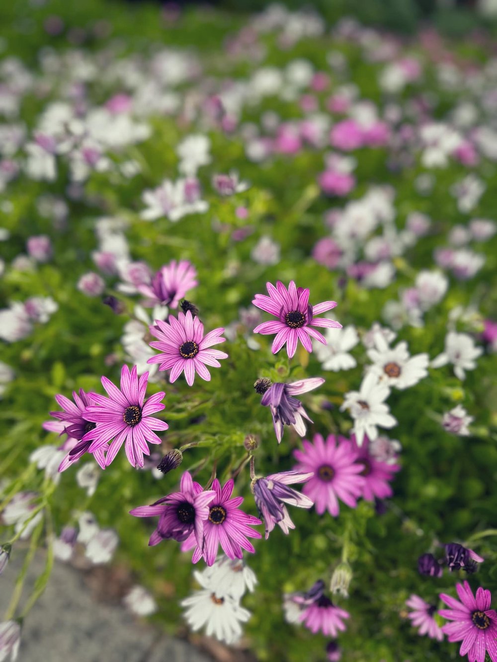  With all the rain, the hills are looking green and dotted with wildflowers. 