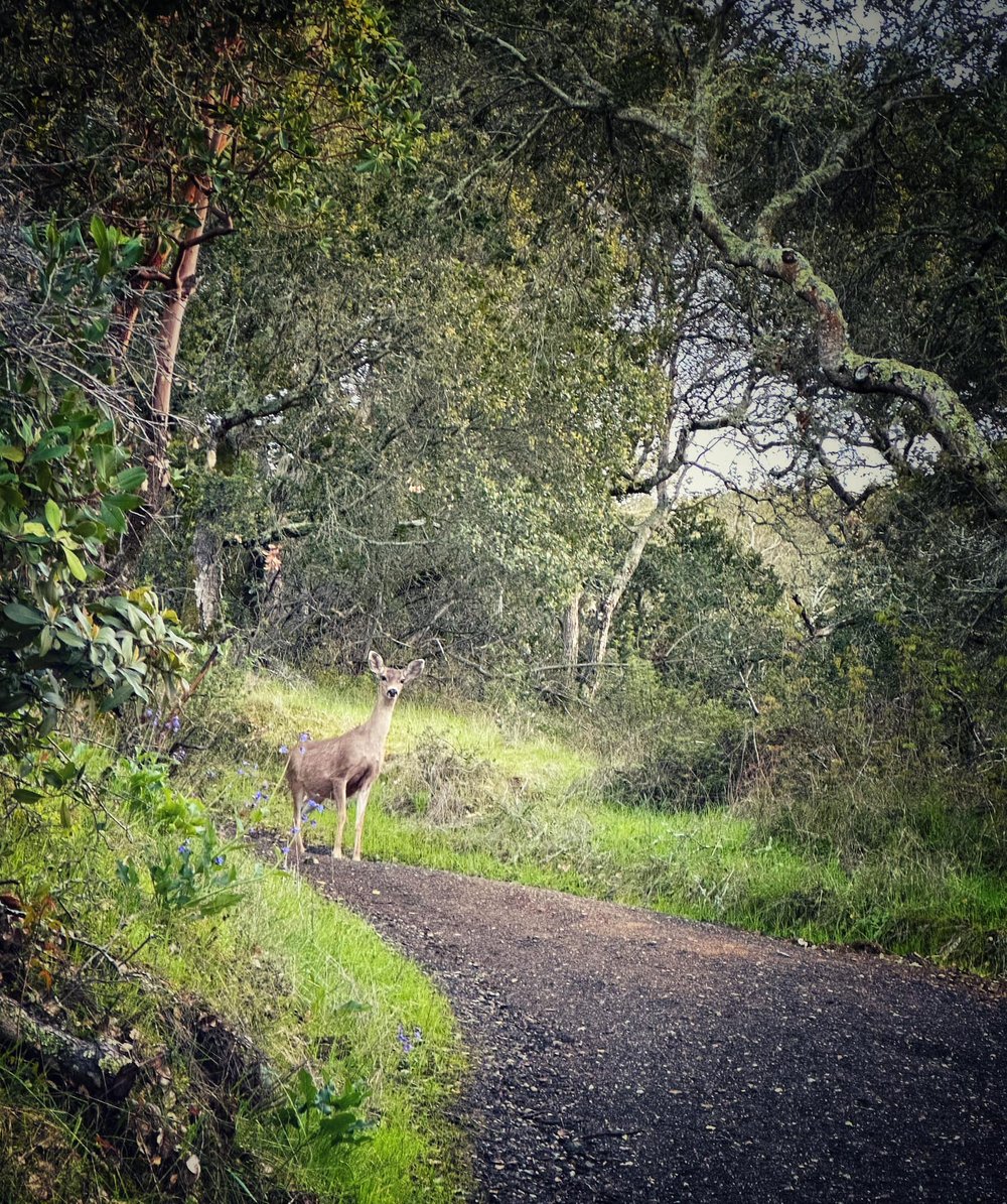  Spotted lots of deer at Edgewood Park on a hike with Ned. 