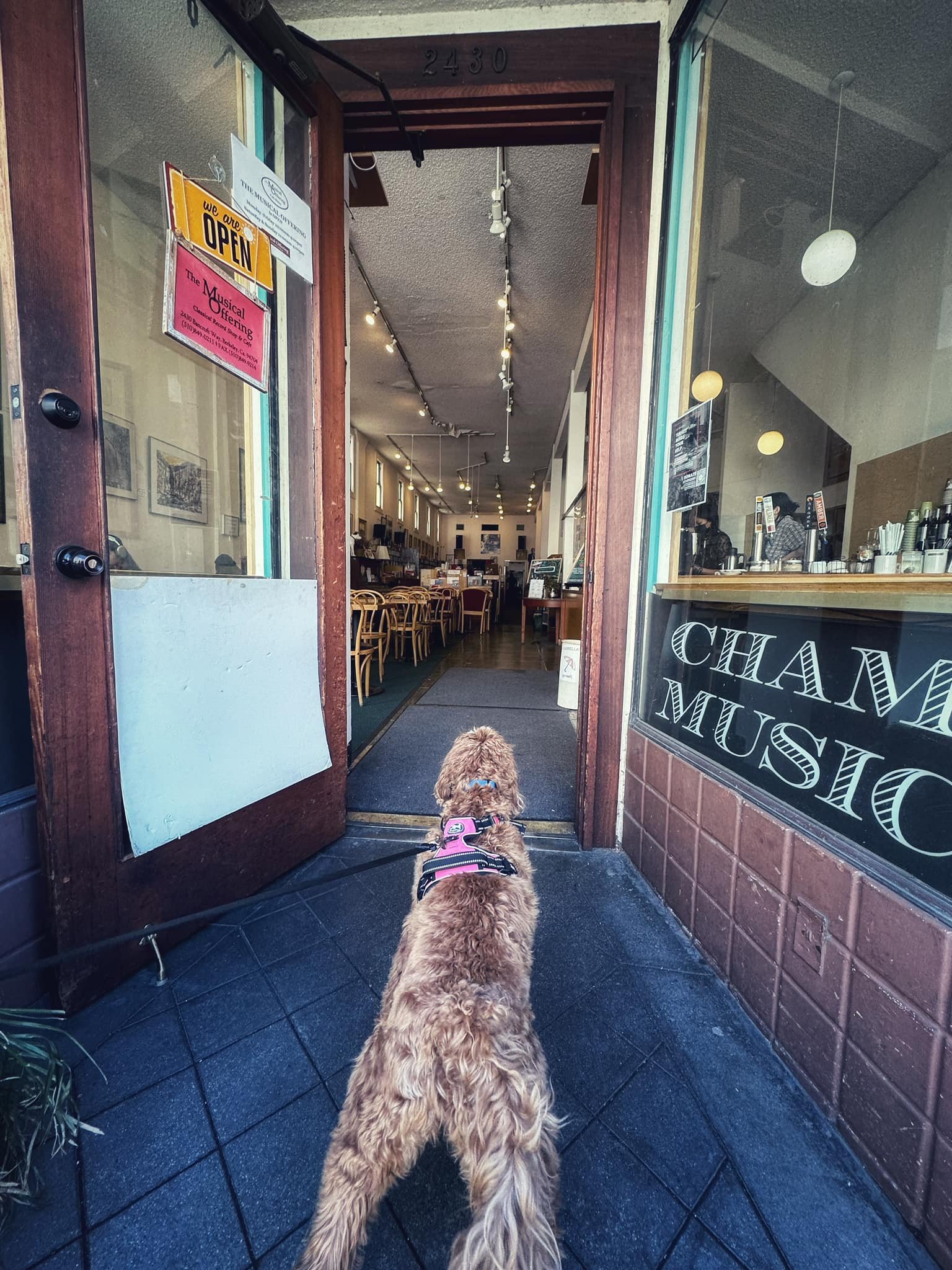  Dulce checking out the cafe. 