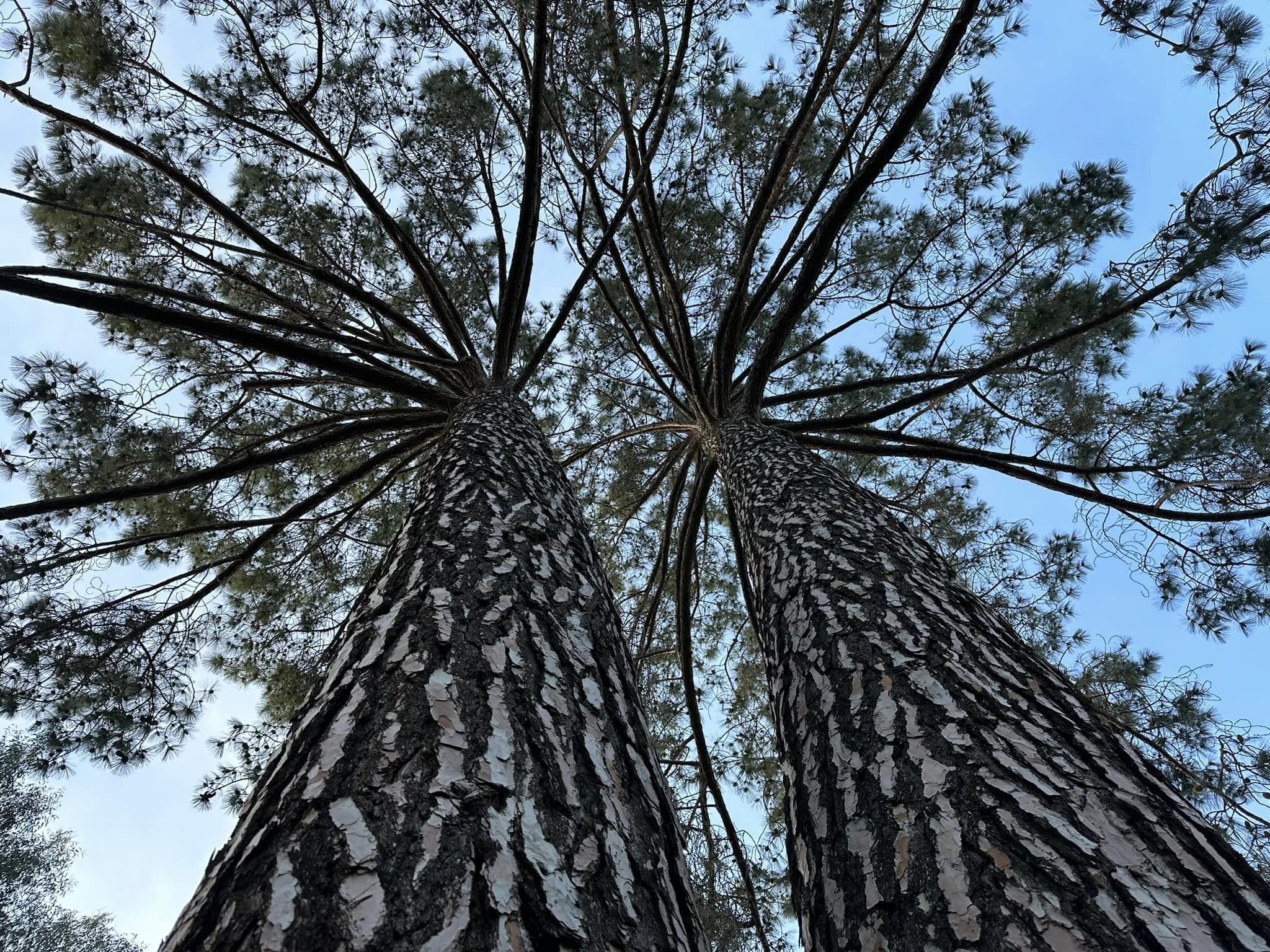  Sacramento is called the City of Trees. 