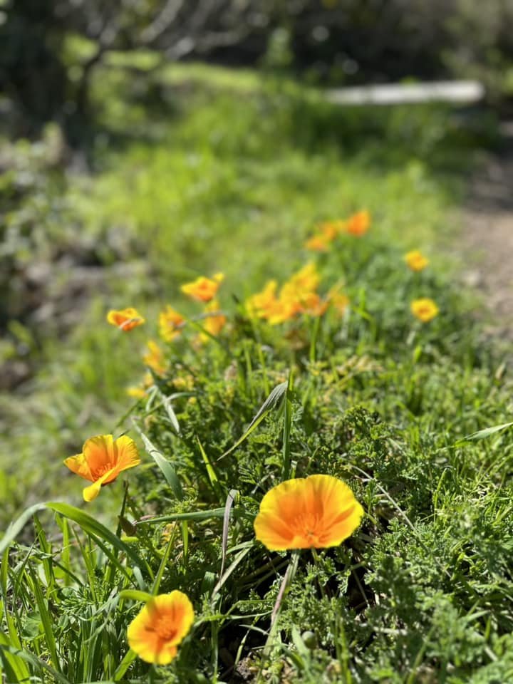  California poppies blooming everywhere. 