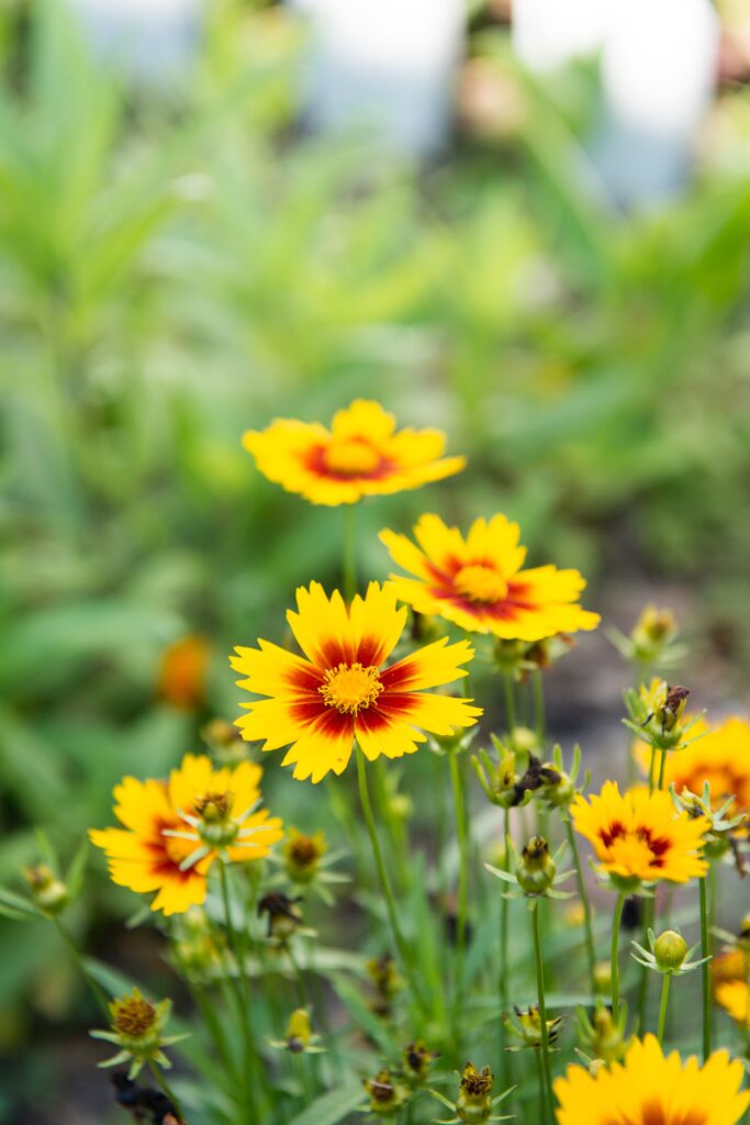 Coreopsis