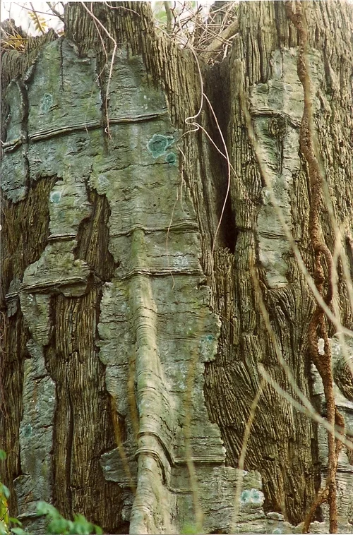 Cincinnati Zoo & Botanical Gardens DETAIL - Tree concrete carving for permanent exhibit.