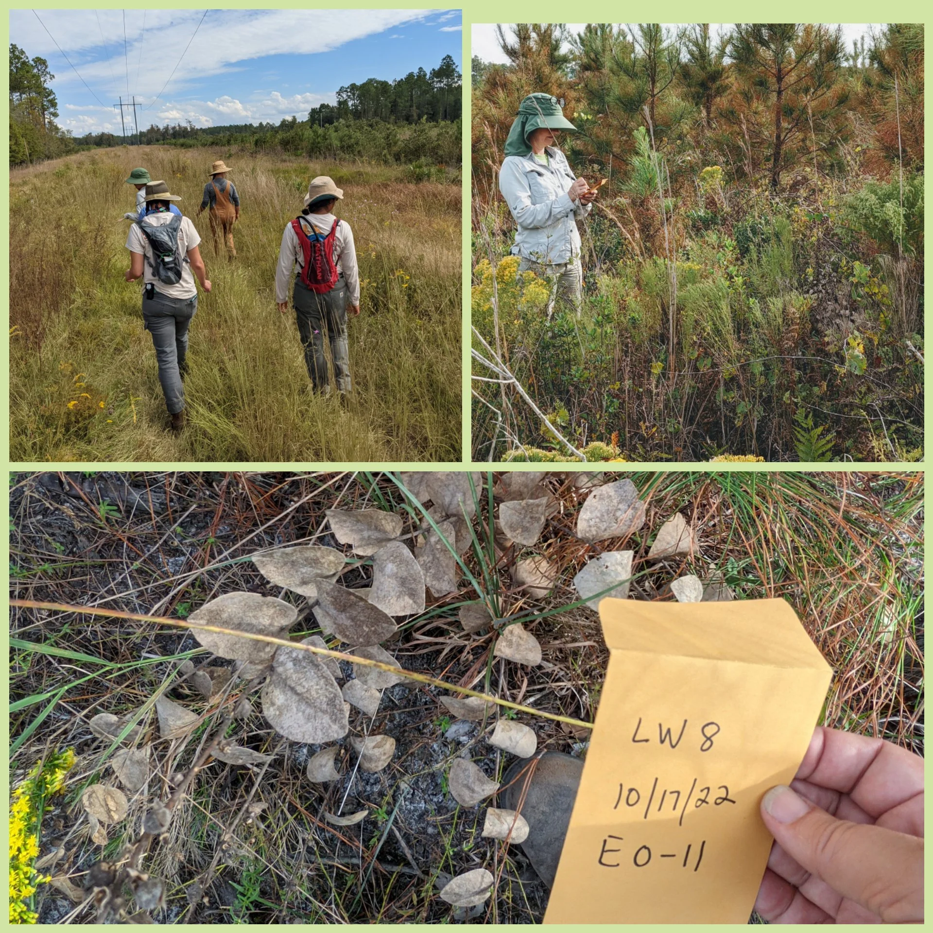 Hairy Rattleweed seed collection with The Georgia Plant Conservation Alliance