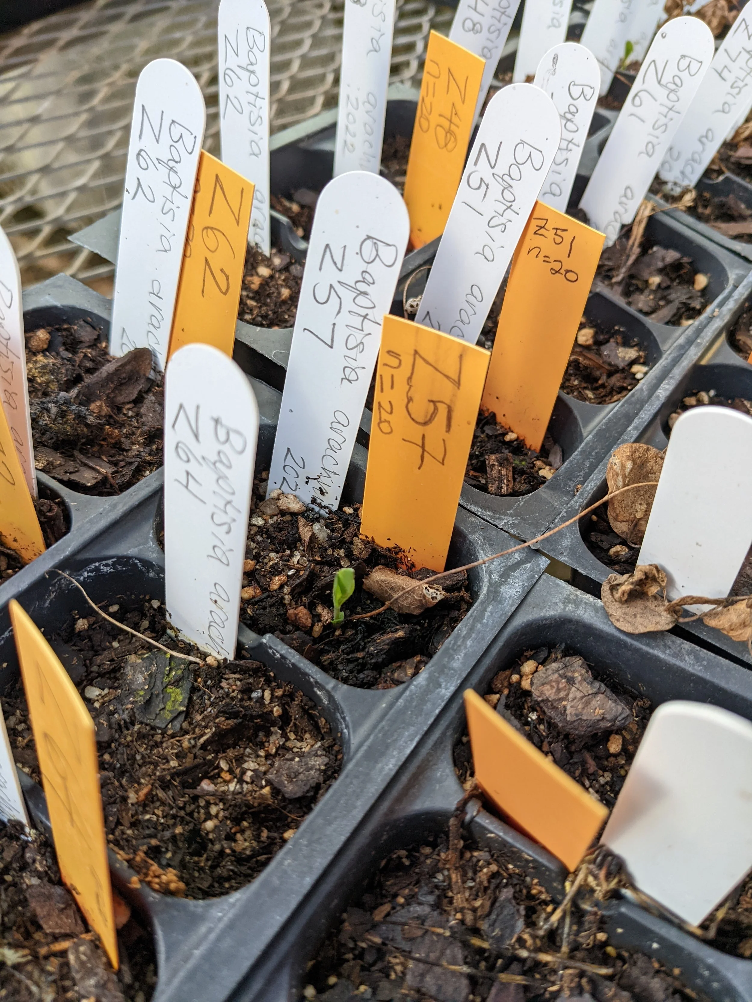 Visiting baby Hairy Rattleweed at The State Botanical Garden of Georgia