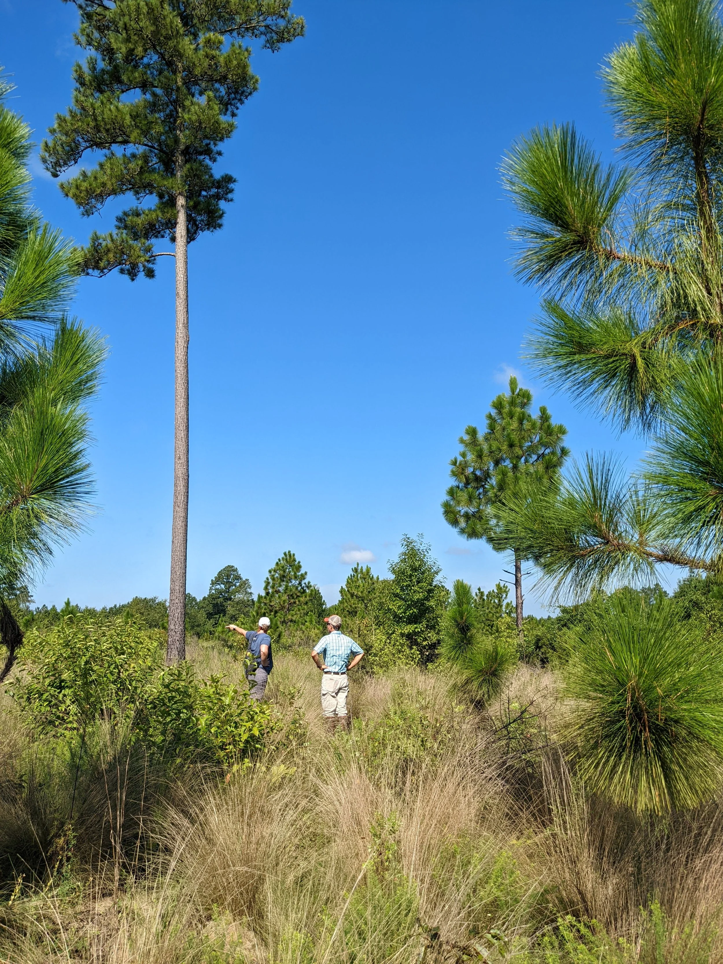 Habitat visit with The Longleaf Alliance