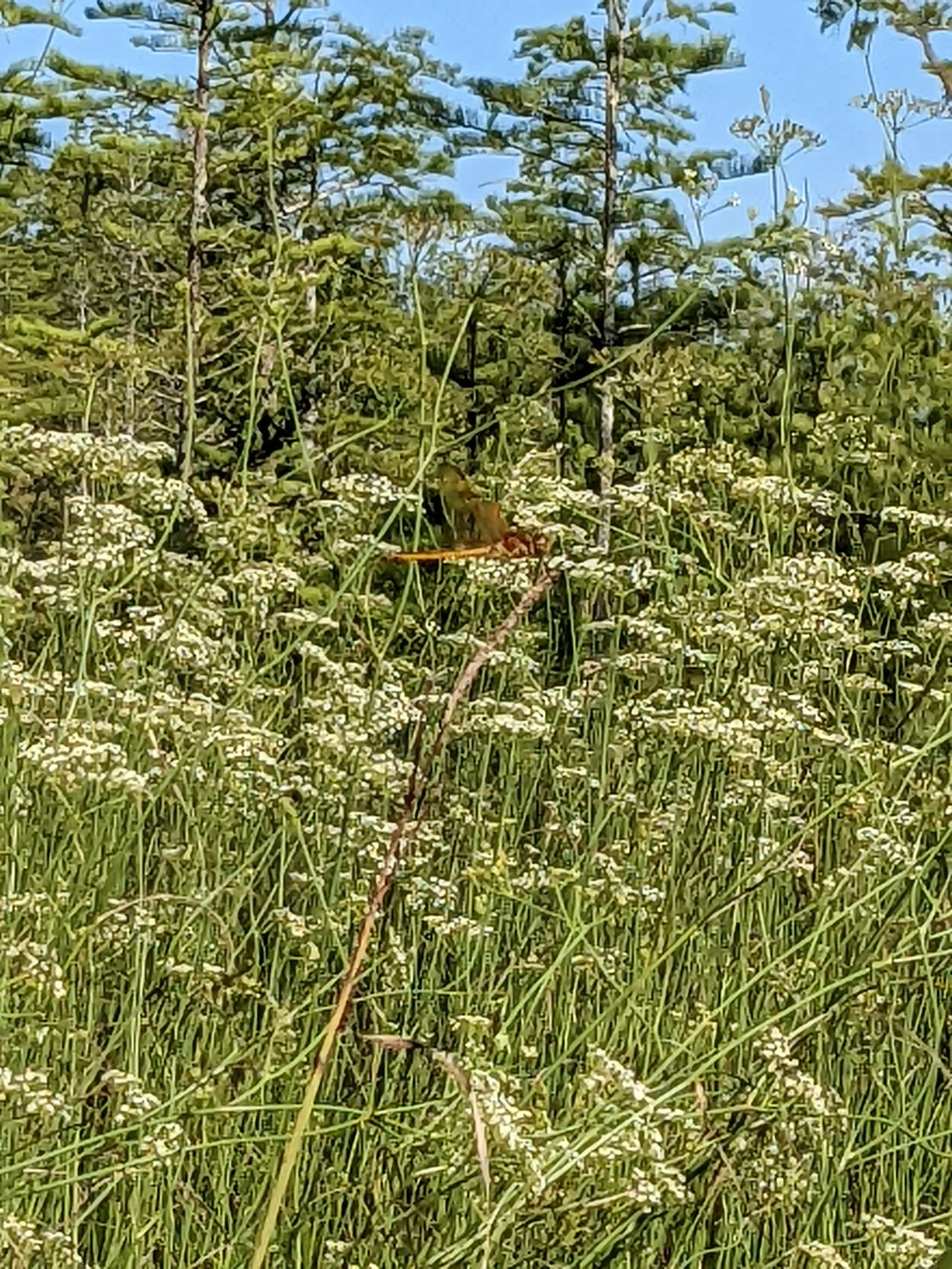 Canby's Dropwort visit with The Longleaf Alliance