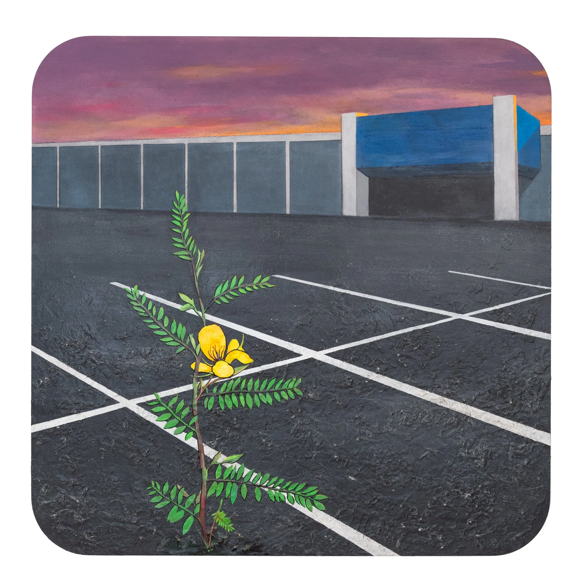 The Future Rise of The Big Pine Partridge Pea
