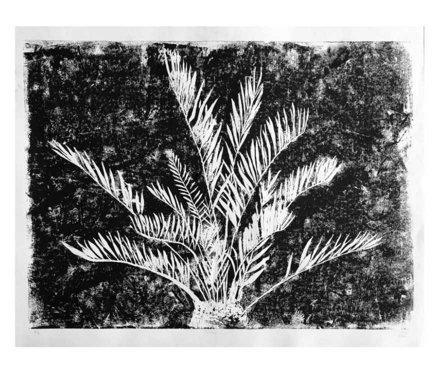 Coontie Cycad