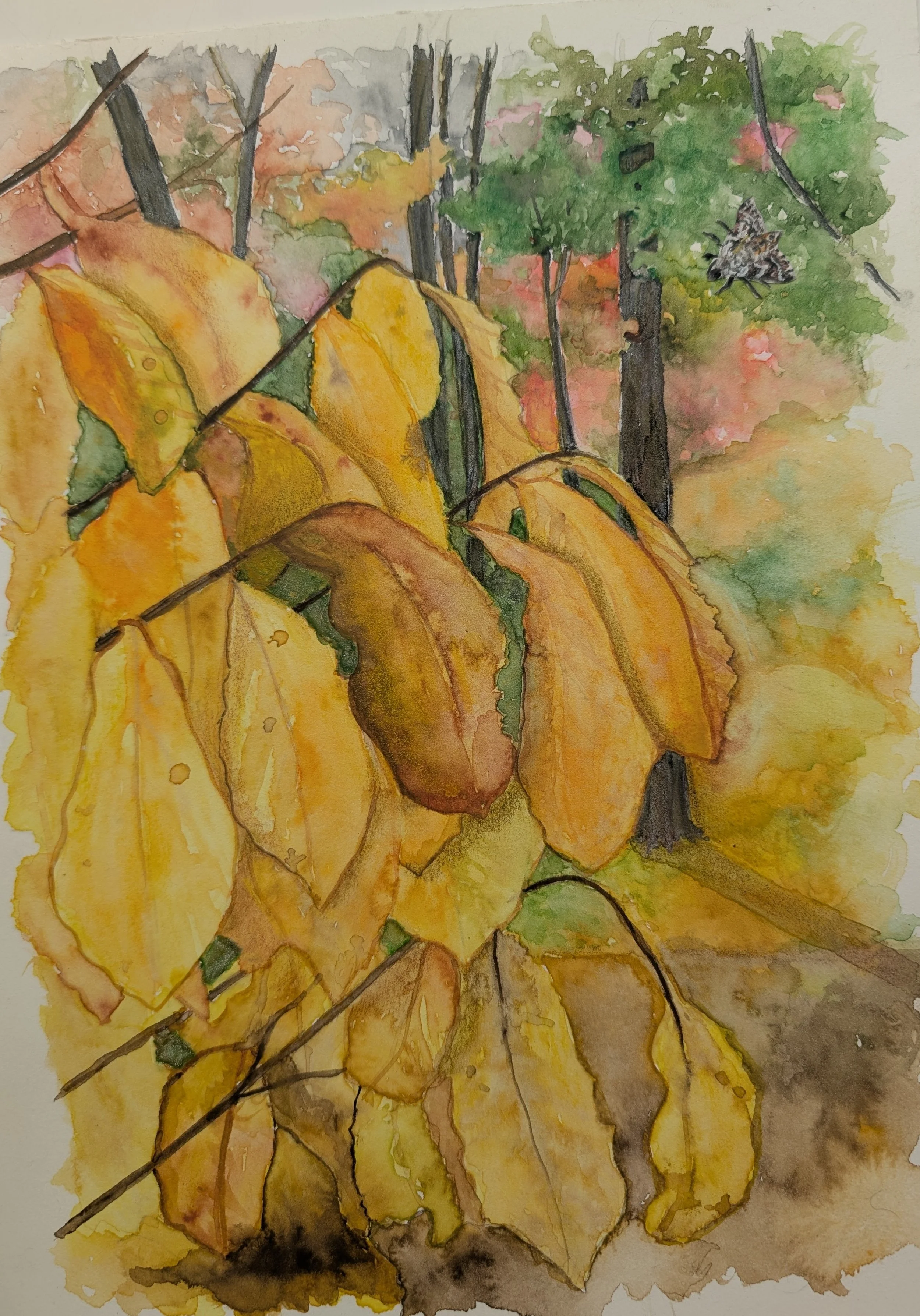 Pawpaw