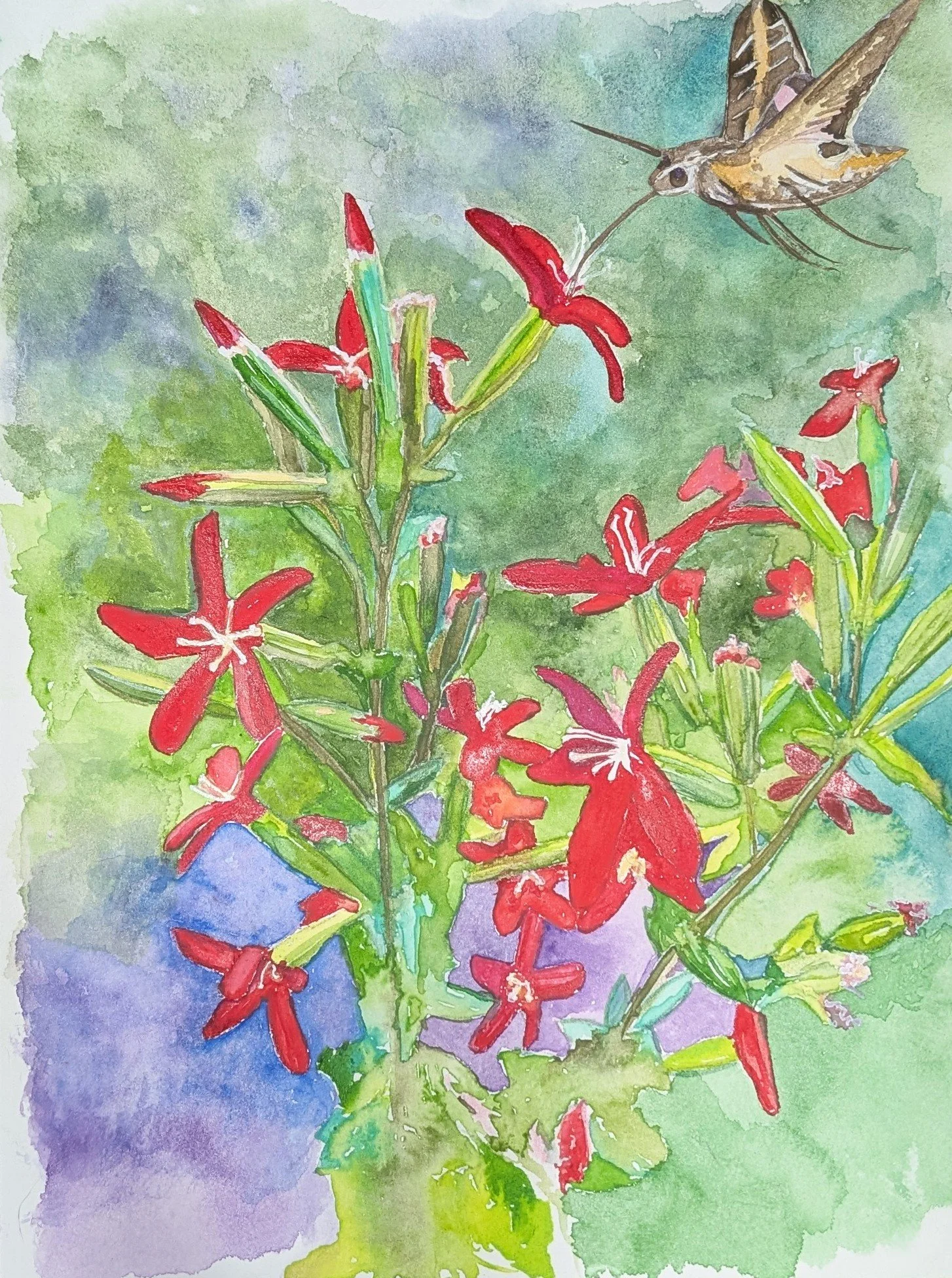 Royal Catchfly