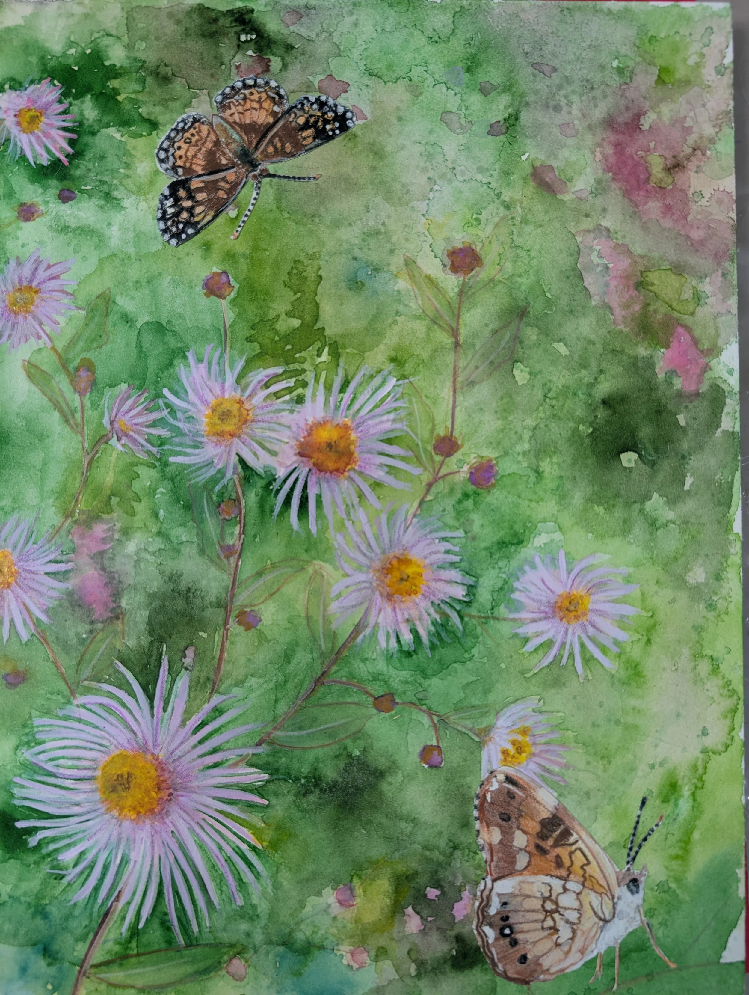 Climbing Aster