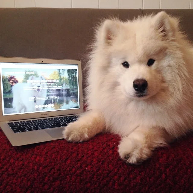 Brand new website is live! Welcome!