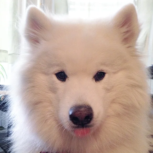 Harvard's History: Tongue Out Tuesday