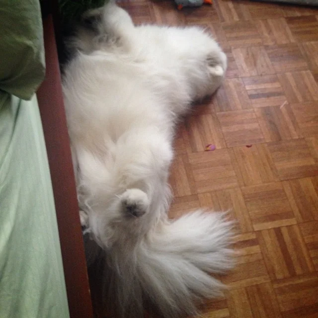 Little guy had a big day...