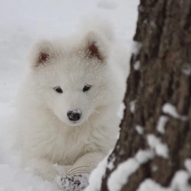 Harvard's History: Brigitte Barkdot's first snow, ever!