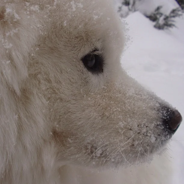 Harvard's History: Valentine's day snowflakes